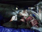 KSKP Bakauheni, Gagalkan Penyelundupan 720 Kg Daging Celeng