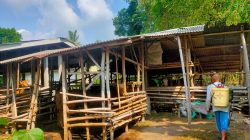 Antisipasi Penyakit Mulut dan Kuku, Polsek Kuripan Berkolaborasi dengan Puskeswan Setempat