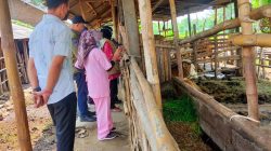 Penyakit Mulut dan Kuku Pada Sapi di Lombok Tengah, Solusi Sementara Karantina