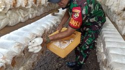 Warga Bersama Babinsa Budidaya Jamur Tiram, Manfaatkan Lahan Kosong