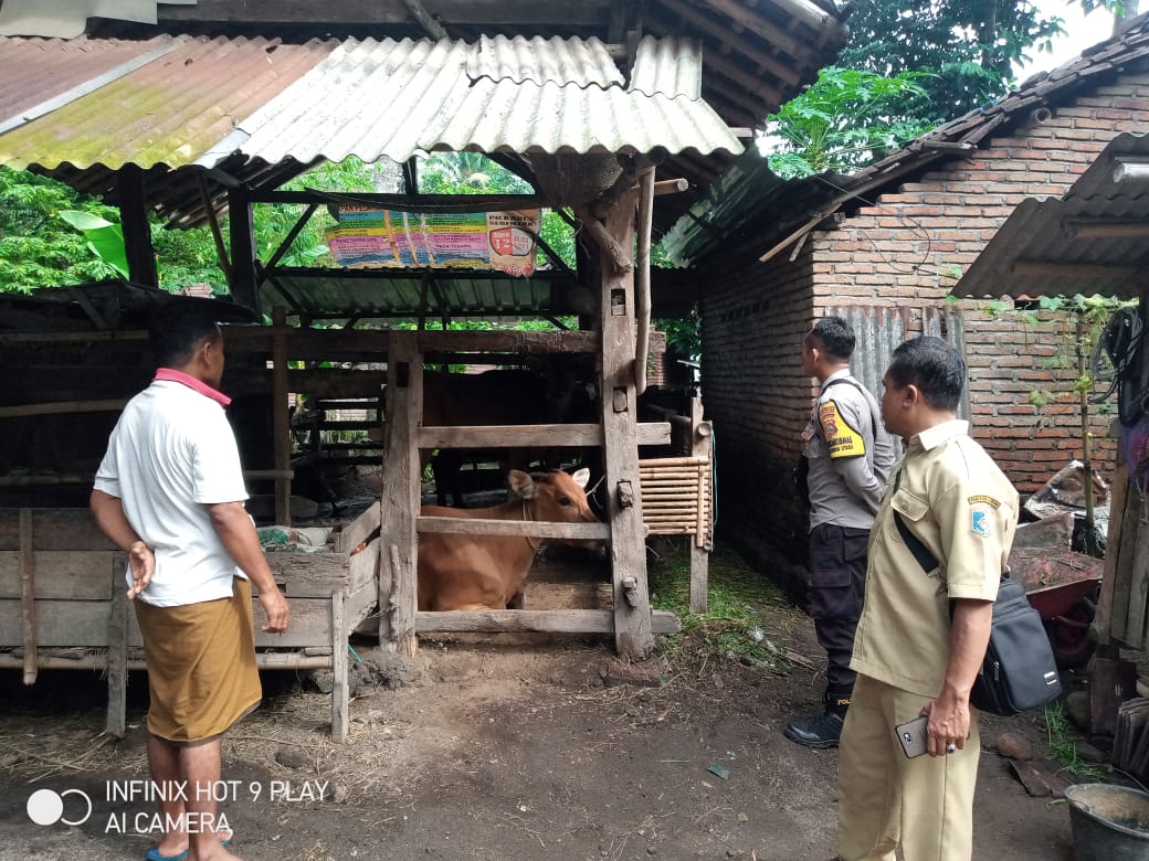 Pemeriksaan 26 Ekor Sapi diduga Terjangkit PMK di Kuripan Utara
