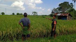 Babinsa Ingatkan Petani dan Penggarap Lahan Pertanian Padi Untuk Perhatikan Rumput Liar