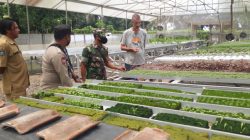 Kunjungi Lokasi Penanaman Tanaman Dengan Metode Hidroponik, Babinsa Ajak Mahasiswa dan Perangkat Desa