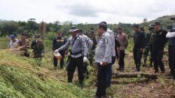 Polda Aceh Ungkap dan Musnahkan Ladang Ganja 5,3 Hektar di Pegunungan Lamteuba