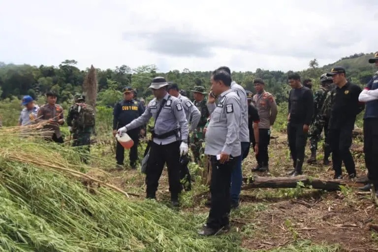 Polda Aceh Ungkap dan Musnahkan Ladang Ganja 5,3 Hektar di Pegunungan Lamteuba