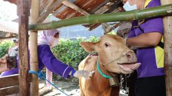 Vaksinasi Penyakit Mulut dan Kuku di Labuapi, Menyasar di Dua kandang Kolektif Warga