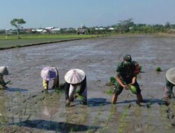 Bantu Petani Menanam Padi Babinsa Ampenan Utara Wujudkan Ketahanan Pangan