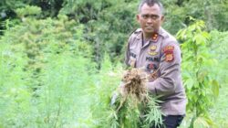 Polisi Musnahkan Empat Hektar Ladang Ganja di Aceh Besar