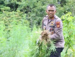 Pemusnahan Empat Hektar Ladang Ganja di Aceh Besar, Terdiri dari 3.000 Batang Ganja Siap Panen