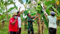 Wujudkan Ketahan Pangan, Babinsa Langko dan Bhabinkamtibmas Sambangi Petani Pisang Cavendish