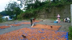 Babinsa Koramil 1606-08 Narmada Bantu Petani Tingkatkan Produksi, Kualitas dan Kuantitas Biji Kakao