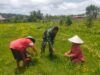 Bantu Pemerintah Dalam Swasembada Pangan, Babinsa Terus Lakukan Pendampingan Pada Petani dan Seluruh Lapisan Masyarakat