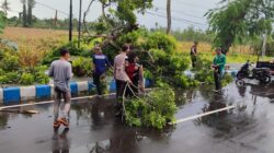 Angin Kencang dan Hujan Deras di Gerung, Dua Pengendara Tertimpa Ranting Pohon