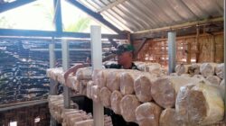 Kunjungi Ketua Kelompok Pembudidaya Jamur Tiram, Babinsa Langko Harap Masyarakat Manfaatkan Lahan Kosong