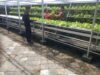 Babinsa Peteluan Indah Dampingi Masyarakat Kembangkan Pertanian Metode Hidroponik