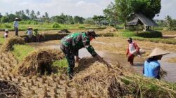 Babinsa Tanak Beak Bantu Kelompok Tani Dalam Proses Penyemaian Bibit Padi