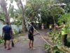 Pangkas Ranting Pohon Jati, Anggota Ka Pok Tuut Kodim 1606 Mataram Antisipasi Pohon Tumbang