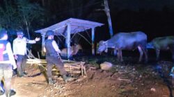 Patroli Malam Polsek Sekotong, Antisipasi Tindak Kejahatan dan Kriminalitas Lainnya