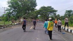 Penebangan dan Perampingan Pohon di Wilayah Kecamatan Gerung, Antispasi Pohon Tumbang