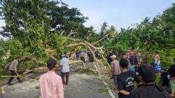 Pohon Tumbang di Jalan Raya Sekotong, Polisi Pastikan Tidak Ada Korban
