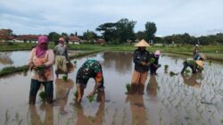 Turun Keswah, Babinsa Gondang Ikut tanam Padi