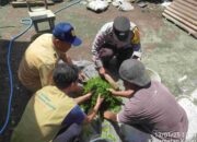 Pestisida Alami, Solusi Hemat dan Sehat untuk Petani Kediri