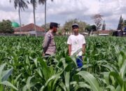 Bhabinkamtibmas Kuripan Ajak Warga Dusun Due Pelet Wujudkan Ketahanan Pangan (2) Bhabinkamtibmas Kuripan Ajak Warga Dusun Due Pelet Wujudkan Ketahanan Pangan