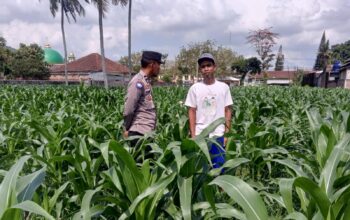 Sinergi Bhabinkamtibmas dan Kelompok Tani BERIUK TINJAL di Due Pelet untuk Ketahanan Pangan